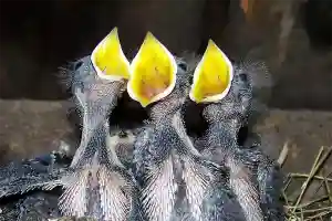 Яичное варево