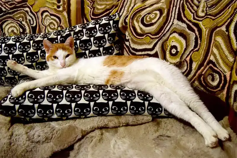 Кошачья слабость