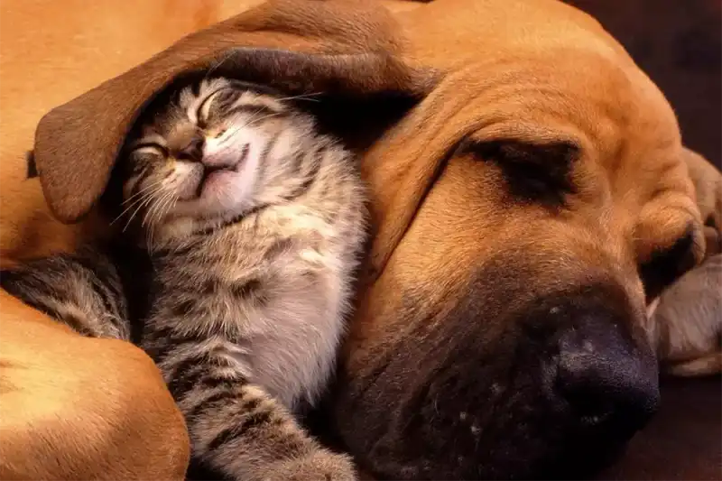 Кошкины повадки