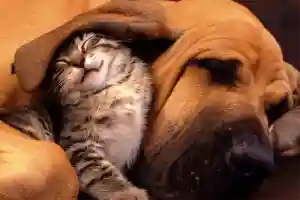Кошкины повадки