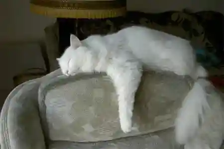 Гра Мурчика