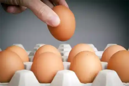 Яйца в желудке