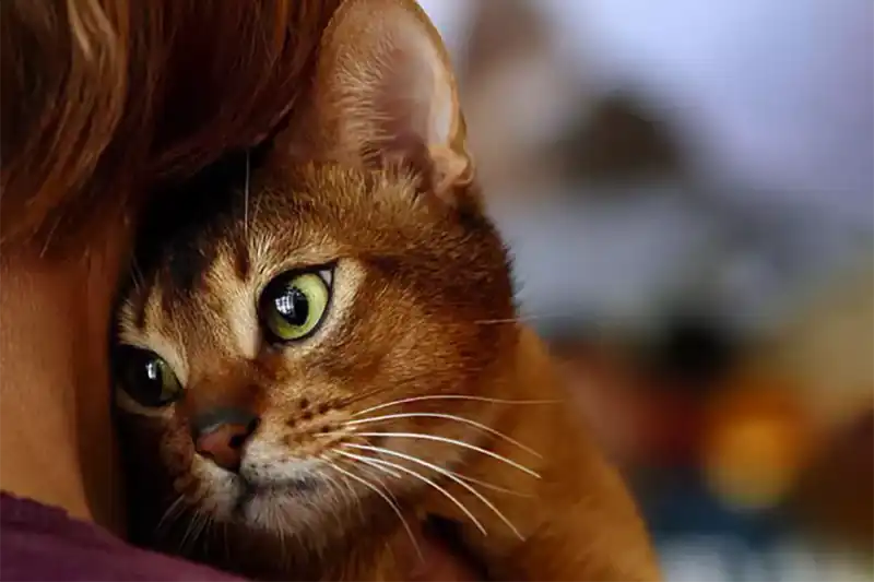 Голодная кошка
