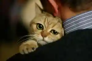 Добрые глаза