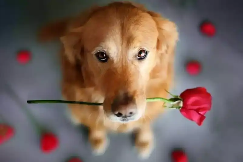 Тапком и котлетой