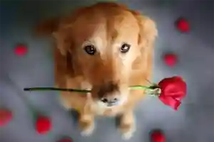 Тапком и котлетой